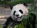 Pandas (026)